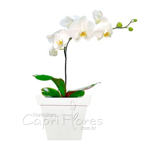 ♥ PROMOÇÃOOO!! Orquídea Branca