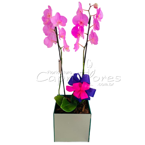 ♥ Vaso de Orquidea Cor Lilás